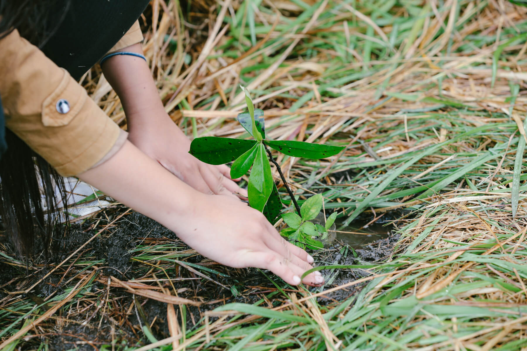 /assets/new-images/tree-planting-3.jpg